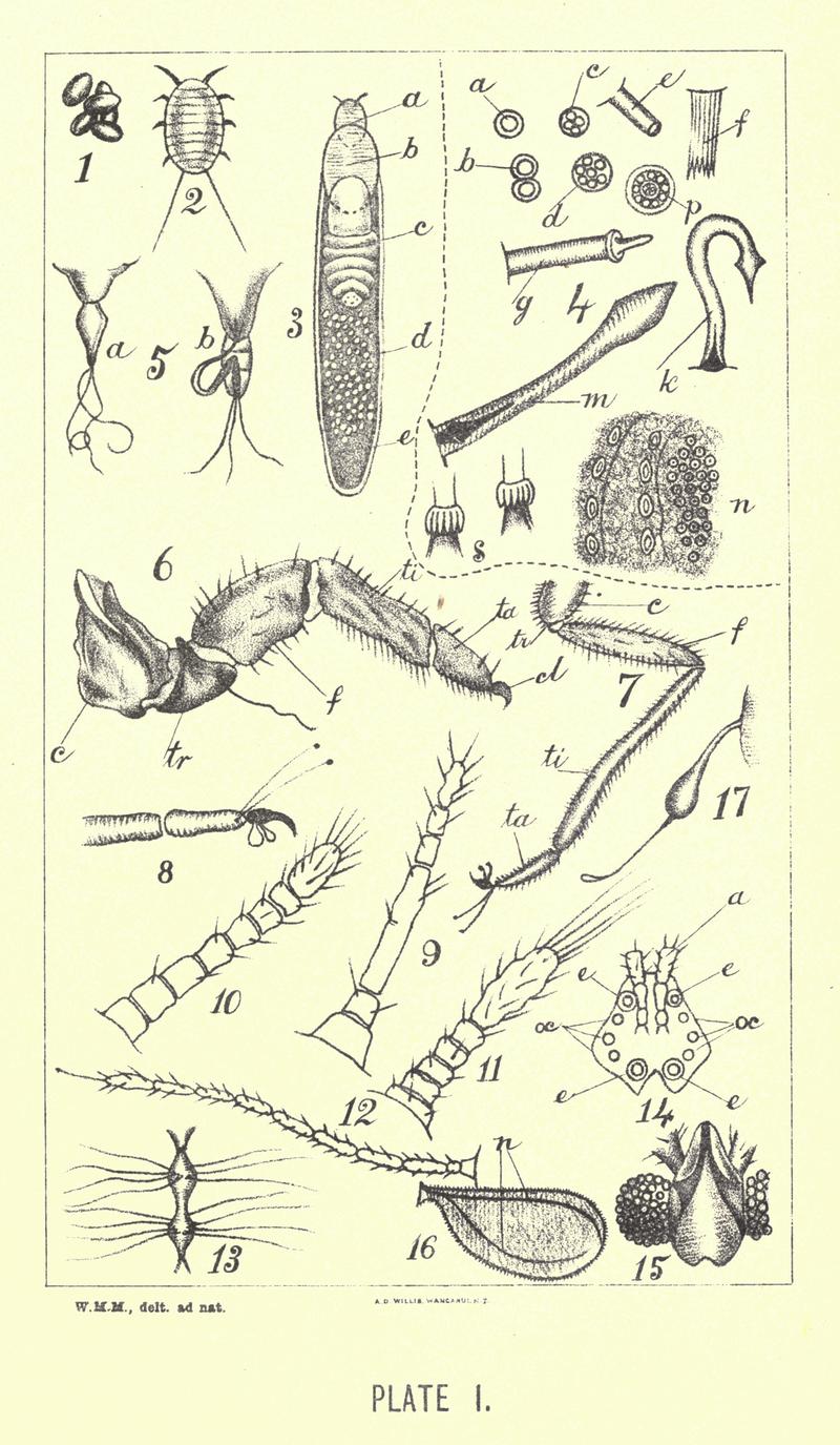 Insects noxious to agriculture and plants in New Zealand 01