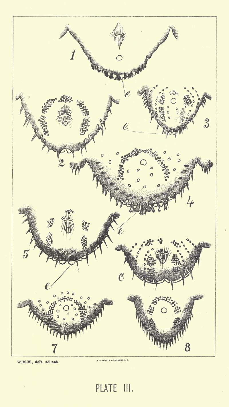 Insects noxious to agriculture and plants in New Zealand 03