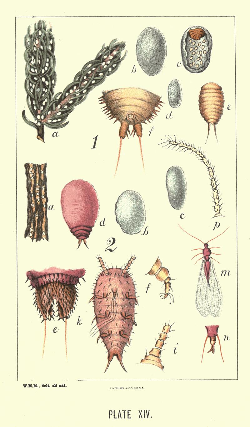 Insects noxious to agriculture and plants in New Zealand 14