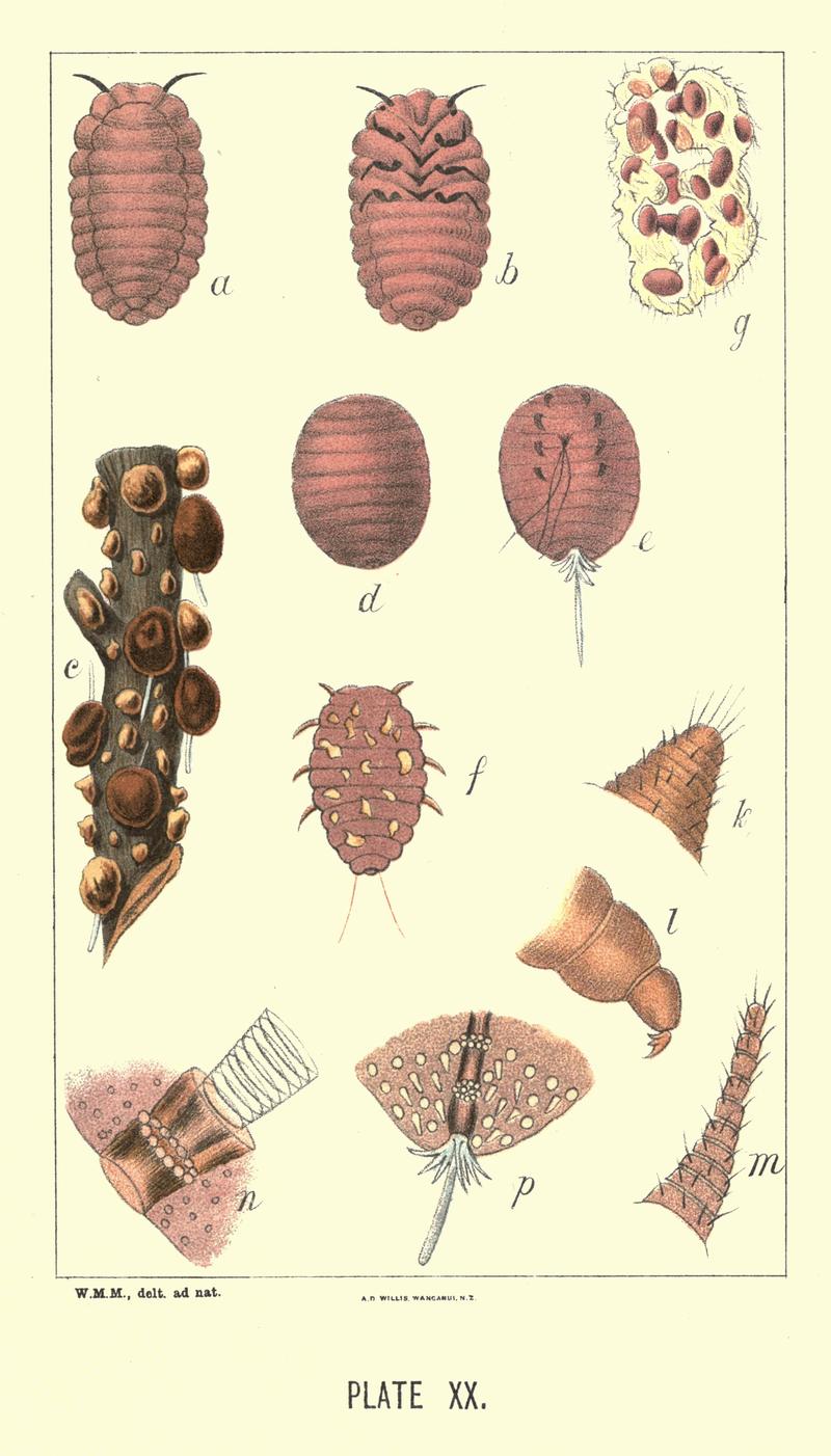 Insects noxious to agriculture and plants in New Zealand 20