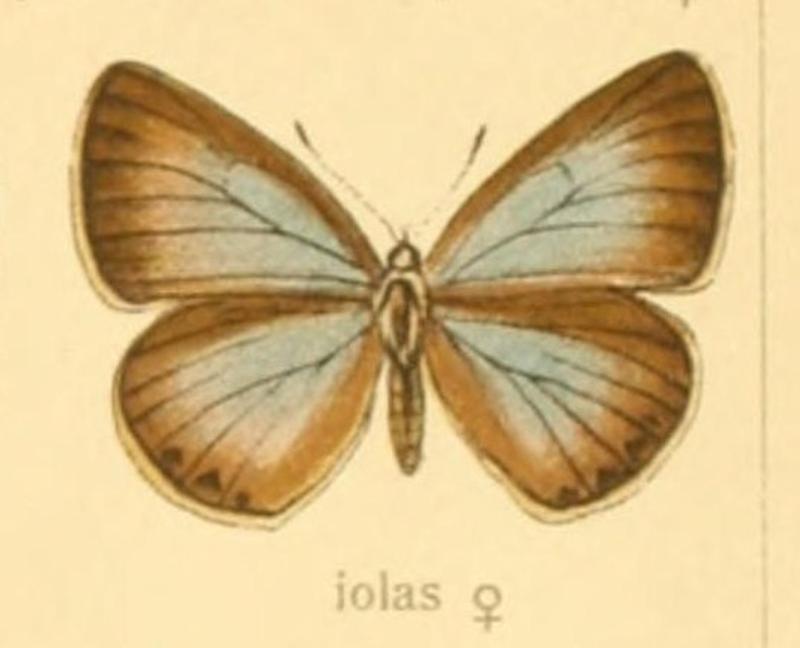 Iolana iolas female