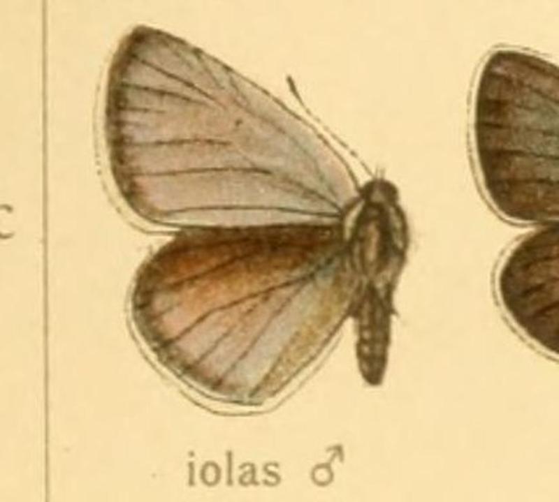 Iolana iolas male