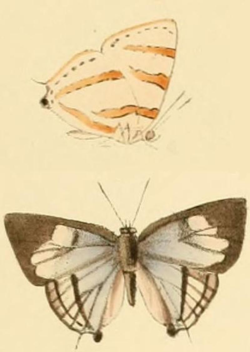 Iolaus aphnaeoides