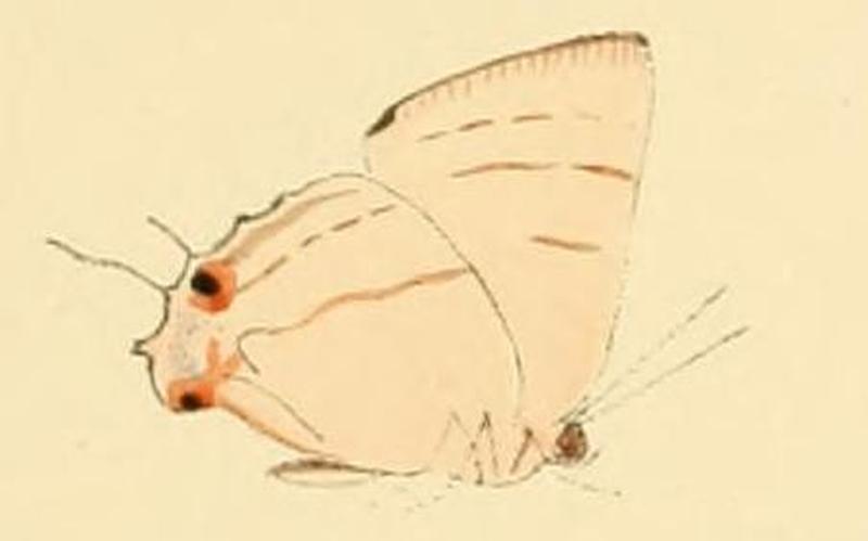 Iolaus bolissus