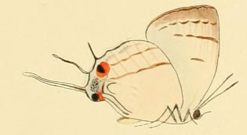 Iolaus eurisus