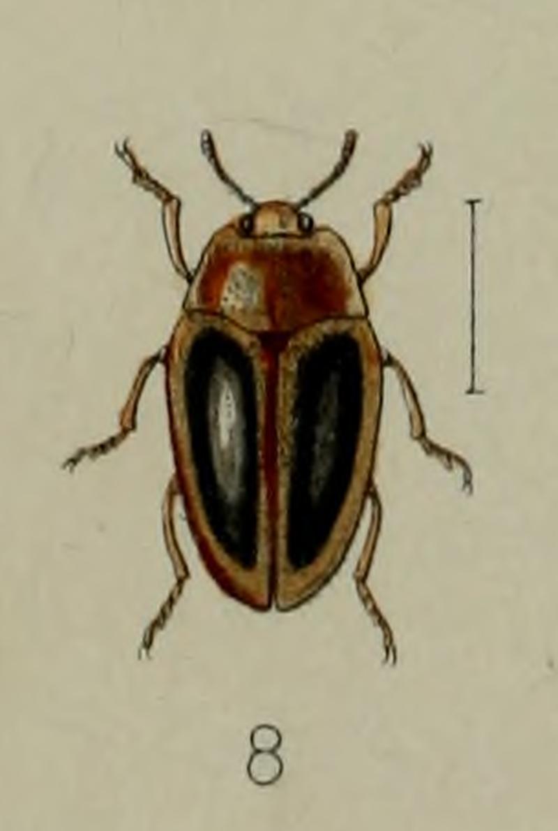 Iphiclus egensis PZSL1889 Plate 61 Fig 8 (cropped)