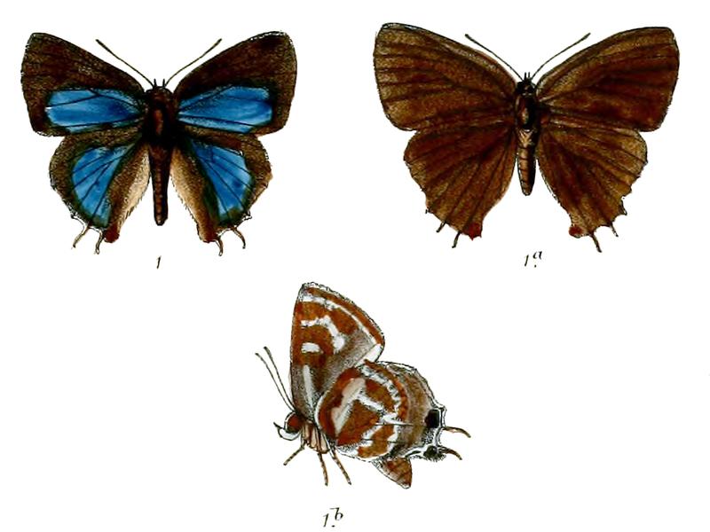 IraotaRochana 670 1 Knight