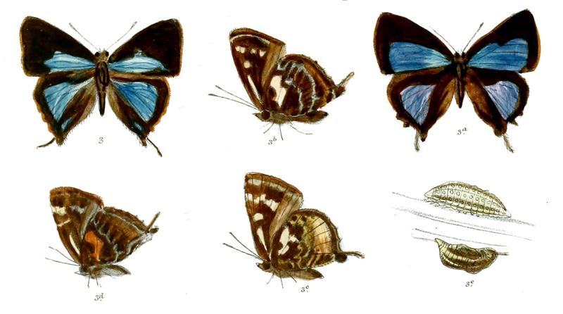 IraotaTimoleon 669 3 Fitch