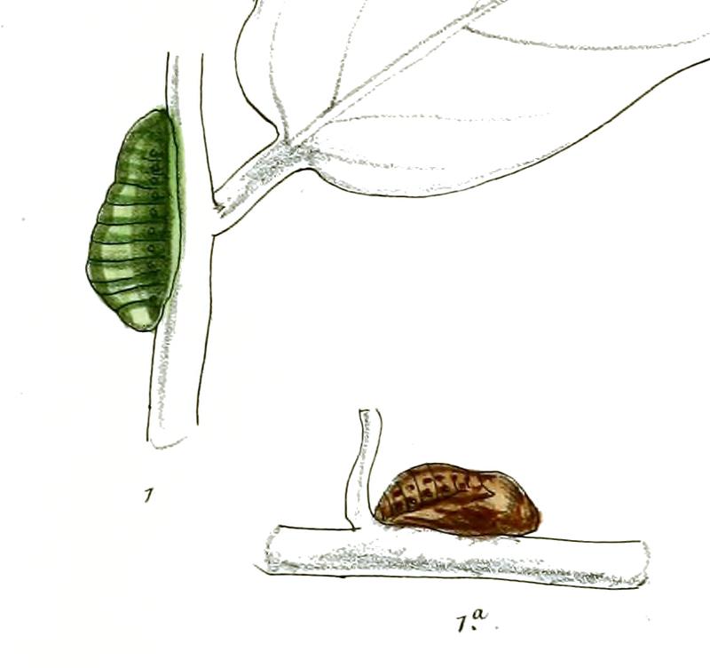 IraotaTimoleon 705 1 Fitch