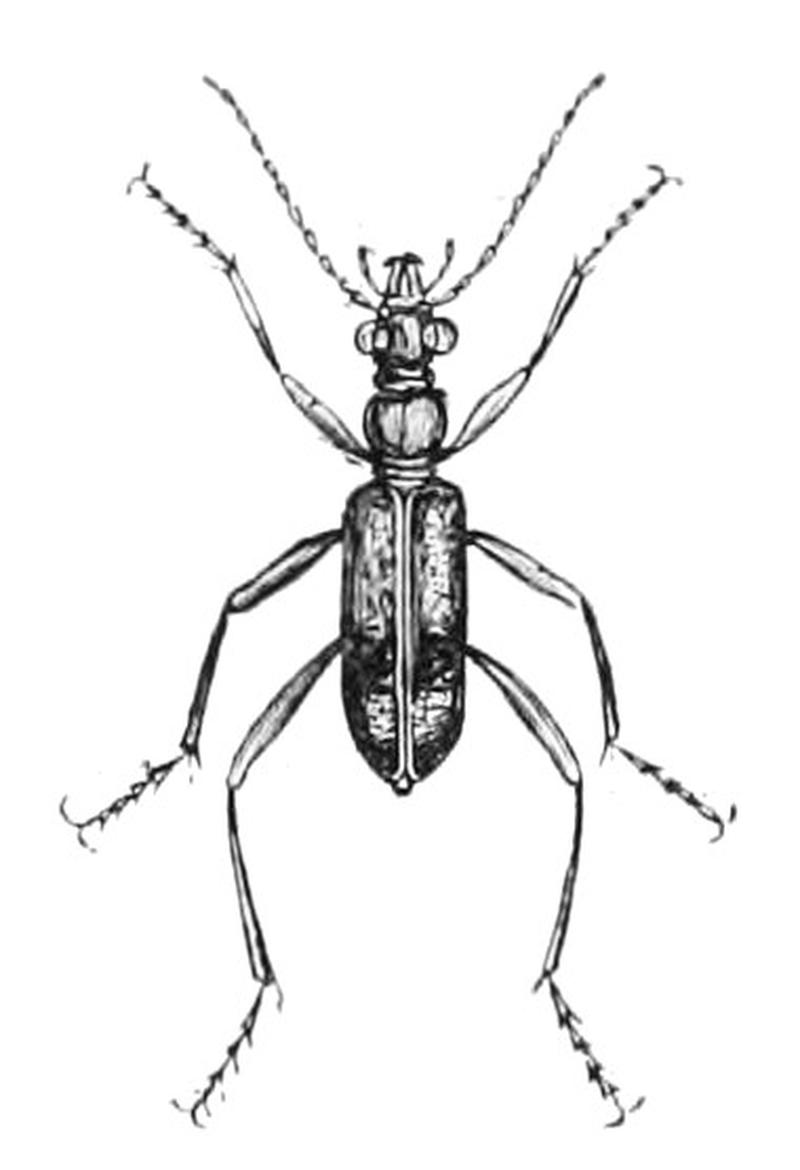 Iresia lacordairei