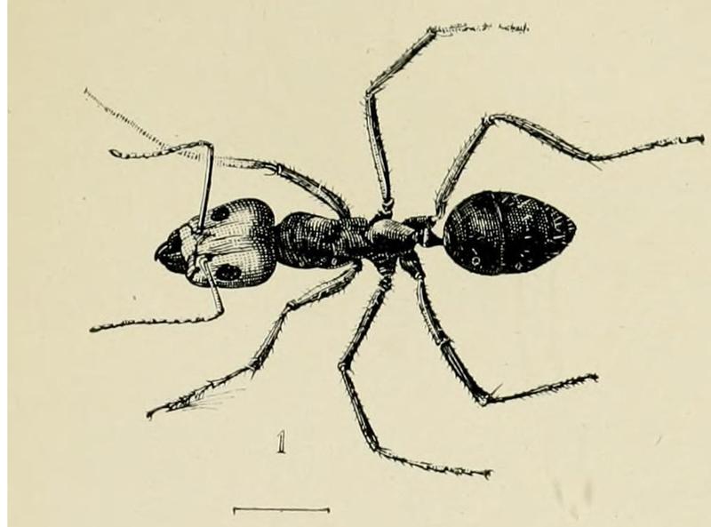 Iridomyrmex purpureus in Australian insects Froggatt 1907