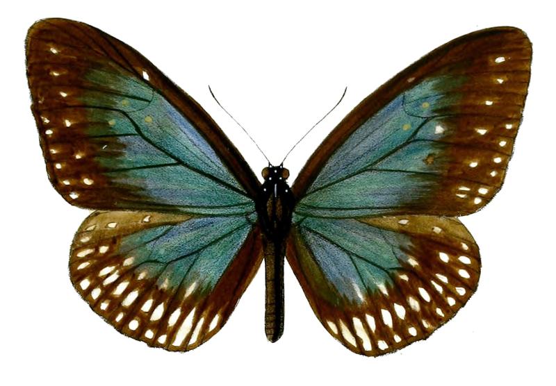 IsamiaCarpenteri 50 1