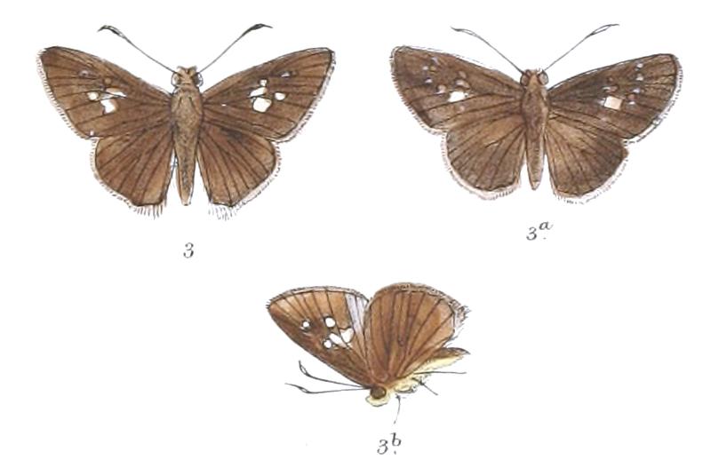 IsmaProtoclea 798 3 Fitch