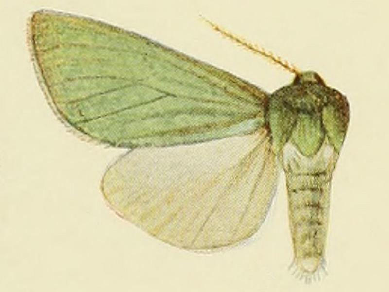 Isochlora chloroptera