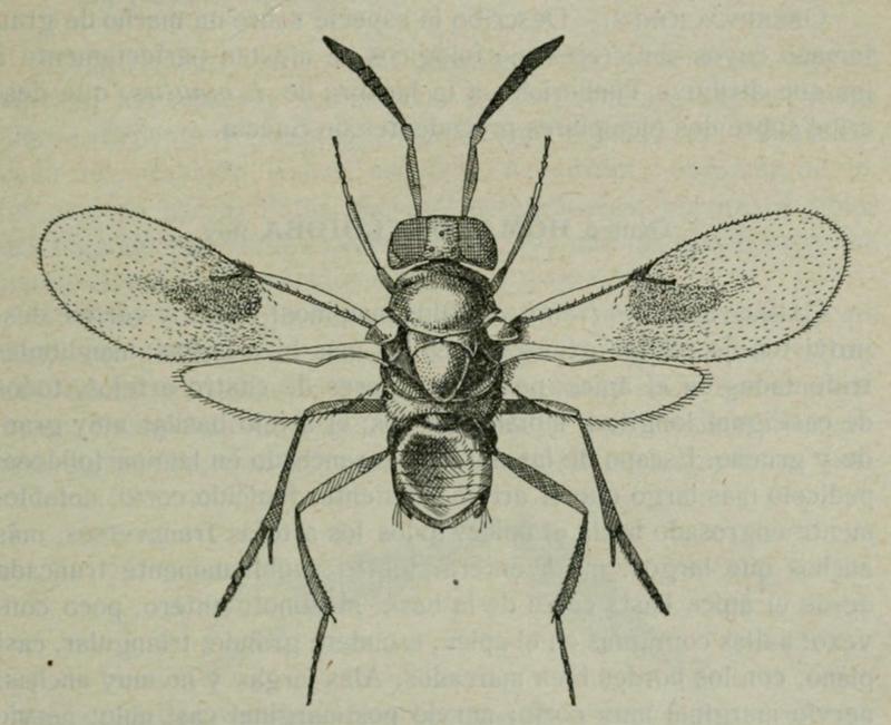 Isodromus vinulus, male, Spain