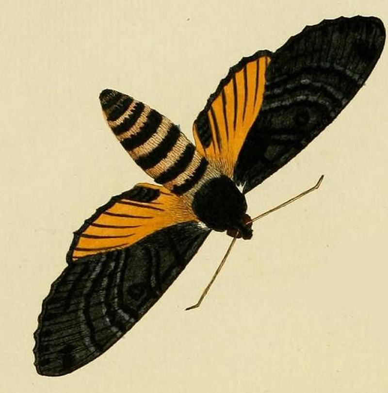 Isognathus caricae