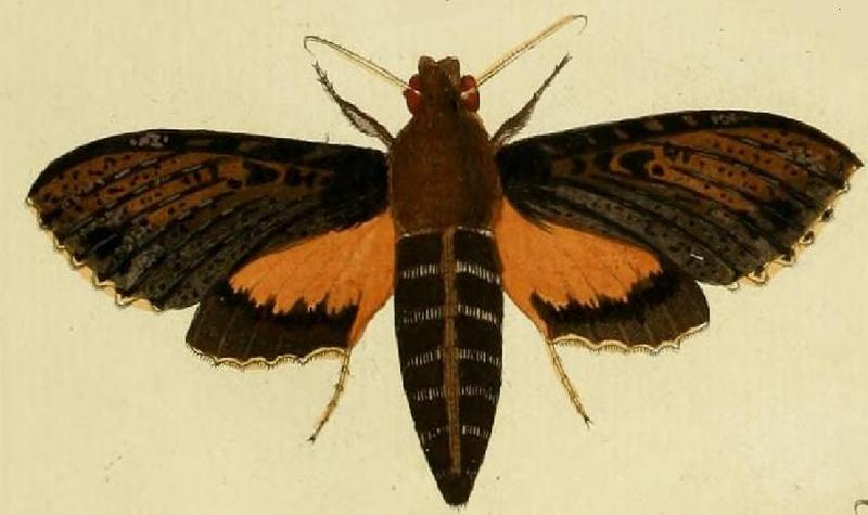 Isognathus scyron