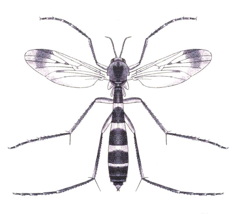 Isoneuromyia annandalei