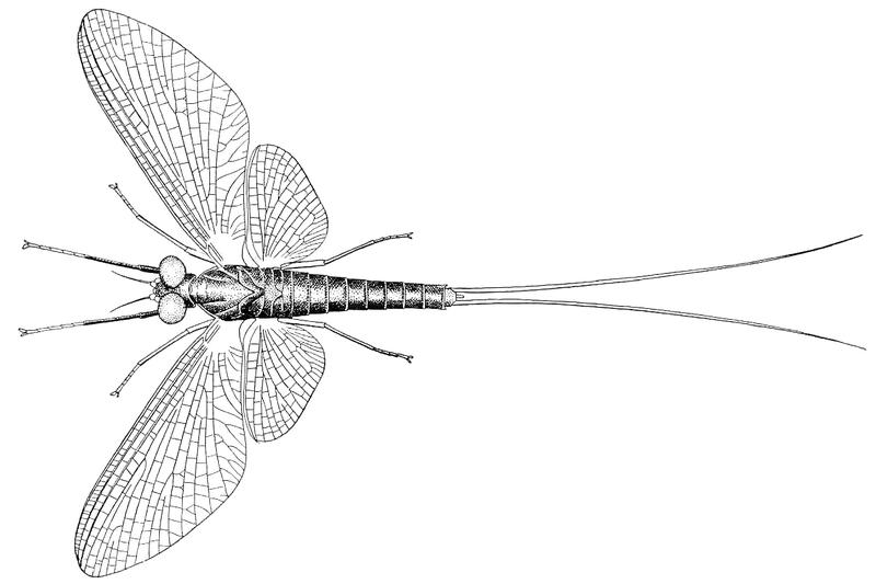 Isonychia sicca