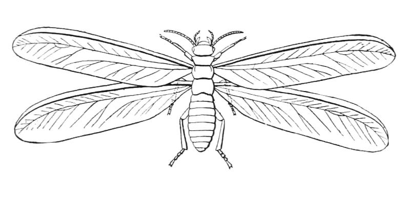 Isoptera icon