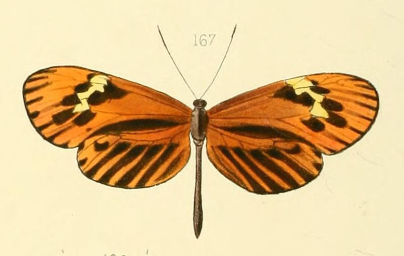 Ithomia zitella - Illustrations of new species of exotic butterflies Ithomia XXVI (cropped)
