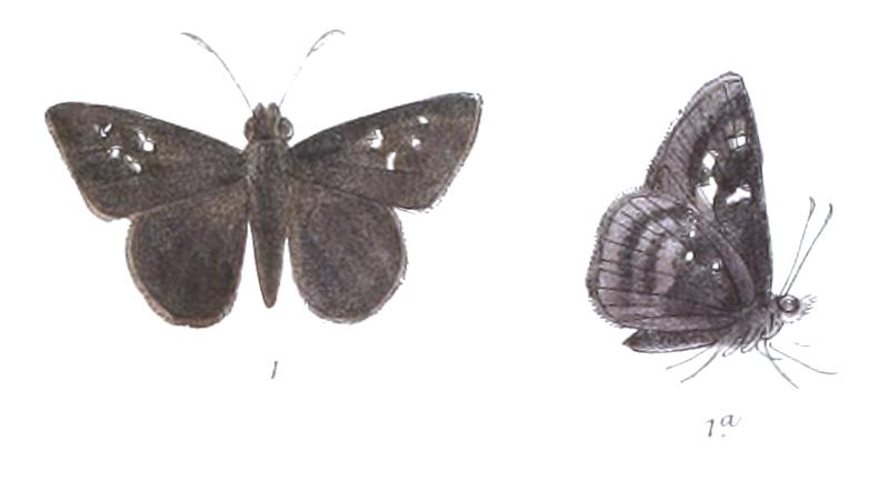 ItysMicrostictum 799 1 Fitch