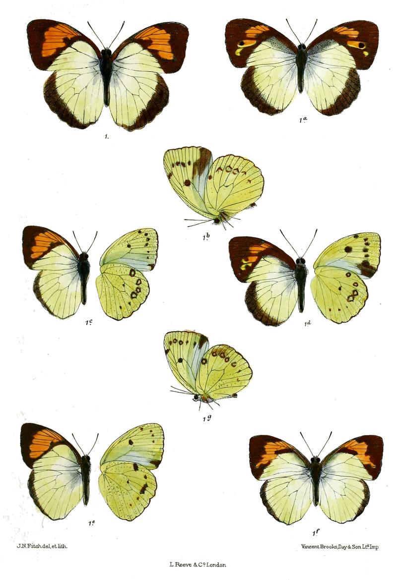 Ixias andamana