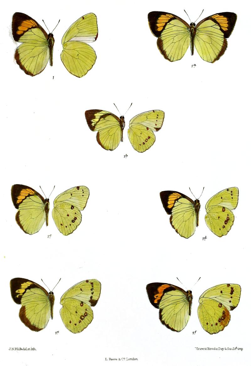 Ixias cingalensis