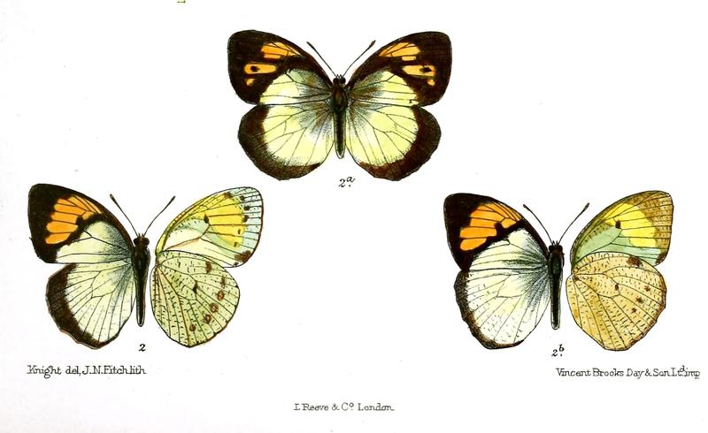 Ixias citrina