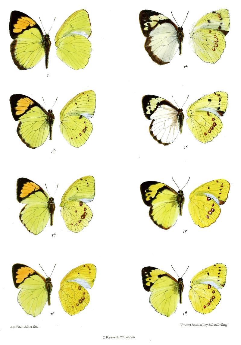 Ixias dharmsalae