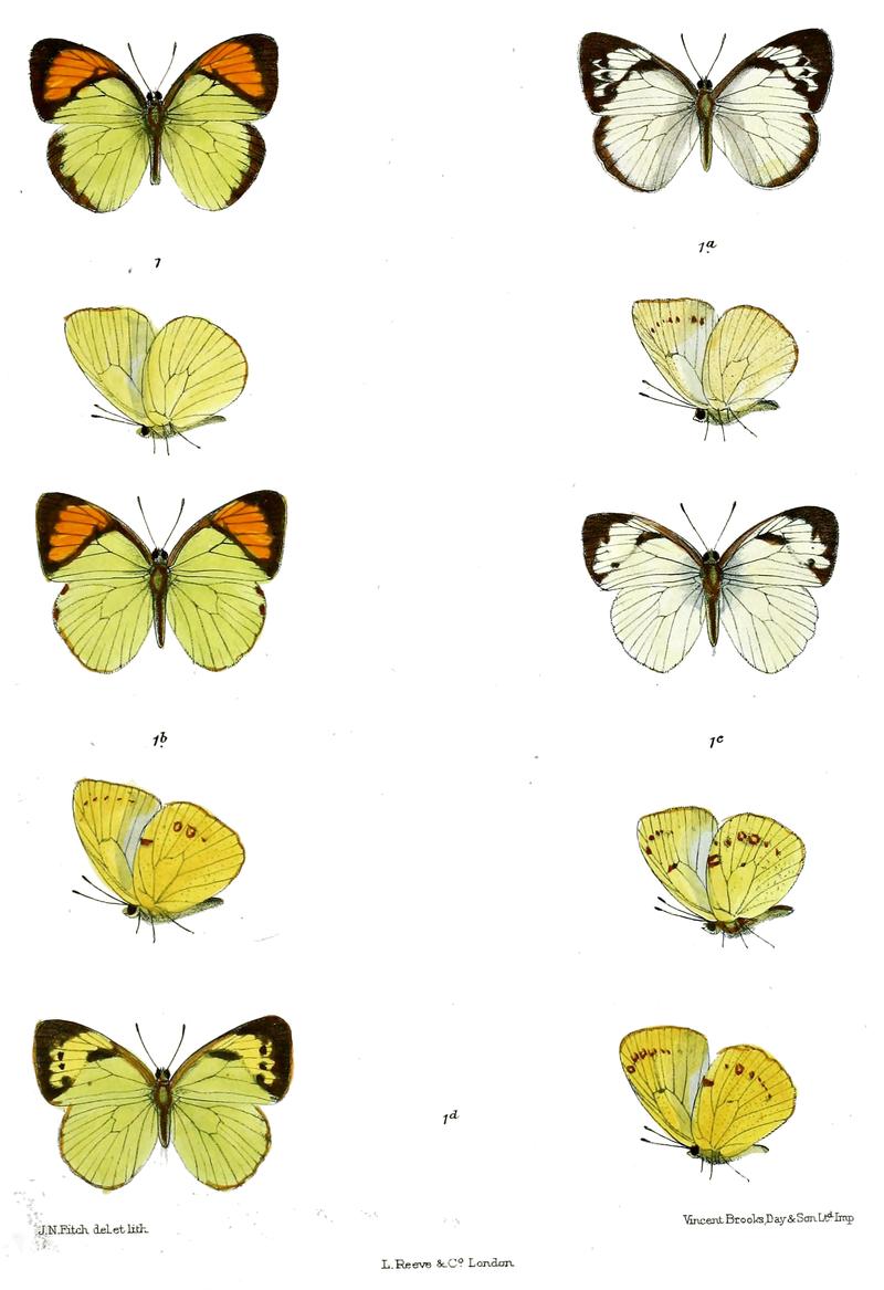 Ixias kausala