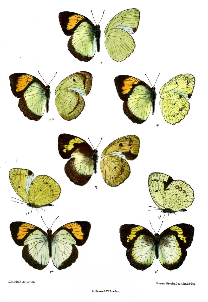 Ixias latifasciatus
