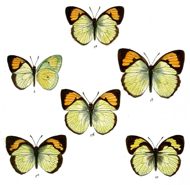 Ixias moulmeinensis