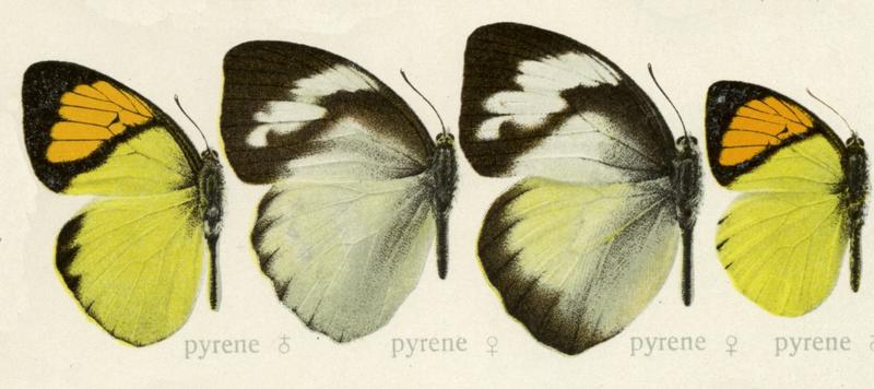 Ixias pyrene