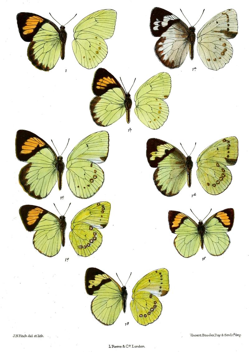 Ixias satadra