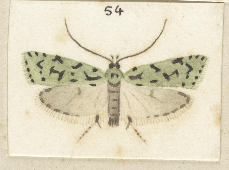 Fig 54. Plate XXV. The butterflies and moths of New Zealand.