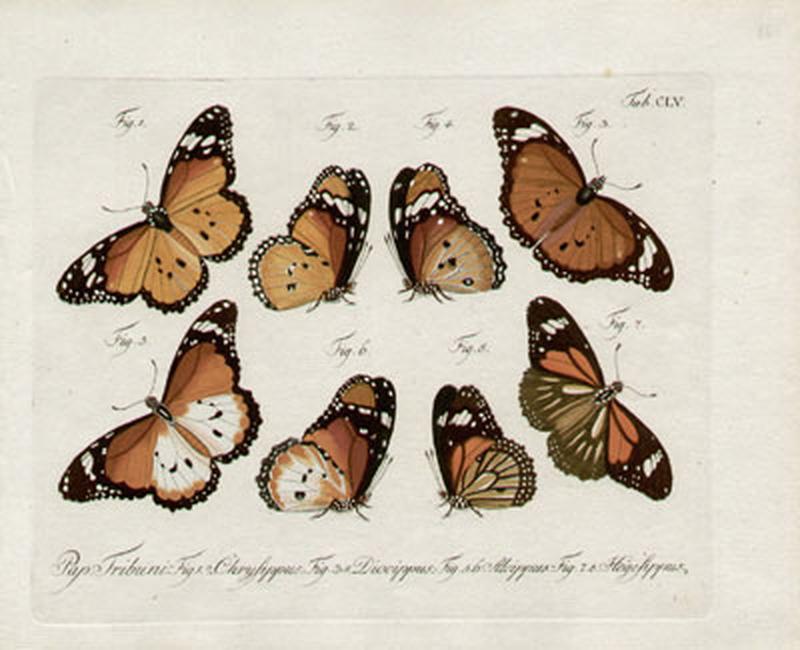 Plate from Natursystem aller bekannten in und ausländischen Insecten als eine Fortzetsung der von Büffonschen Naturgeschichte