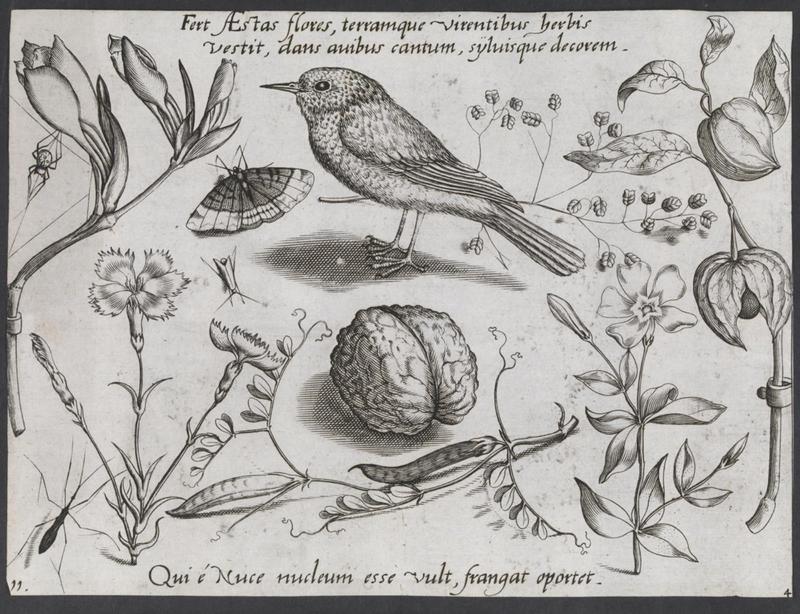 Danish: Valnød, sommerfugl, bælgfrugter m.m. title QS:P1476,da:"Valnød, sommerfugl, bælgfrugter m.m." label QS:Lda,"Valnød, sommerfugl, bælgfrugter m.m."