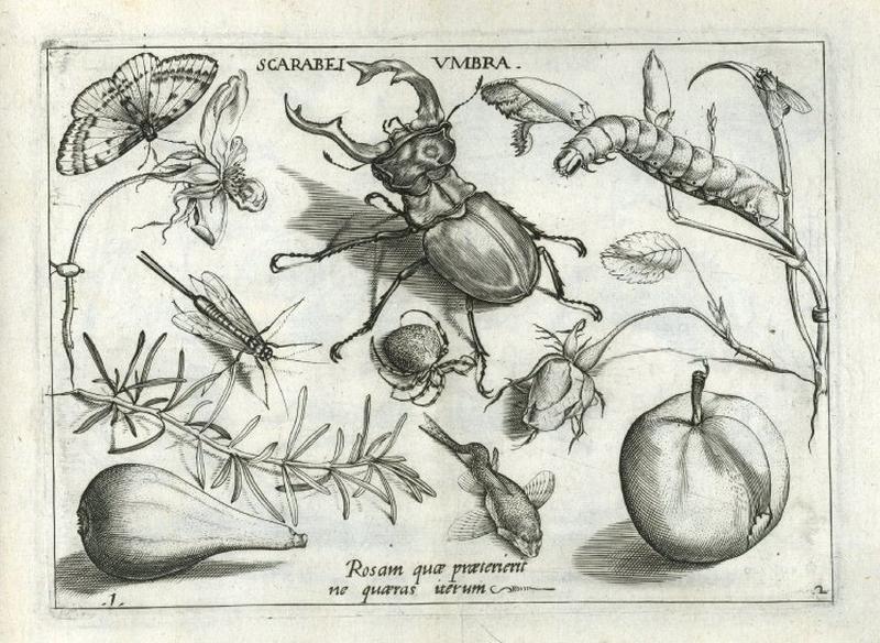 An arrangement of insects, arachnids, fruit, flowers, with a stag beetle at top centre, a sprig of rosemary at bottom left, a catterpillar at top right, and a small or juvenile flying fish at bottom centre