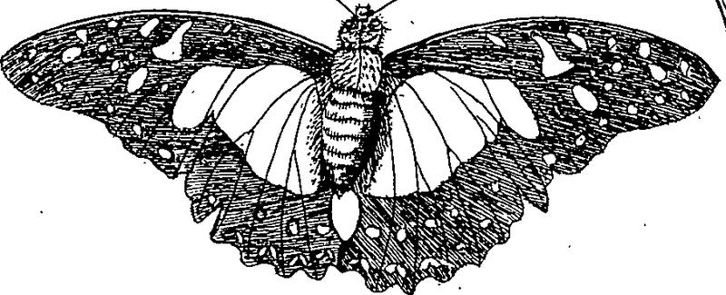 Jacobi Petiveri Opera, historiam naturalem spectantia; OR, Gazophylacium Fleuron T115581-24
