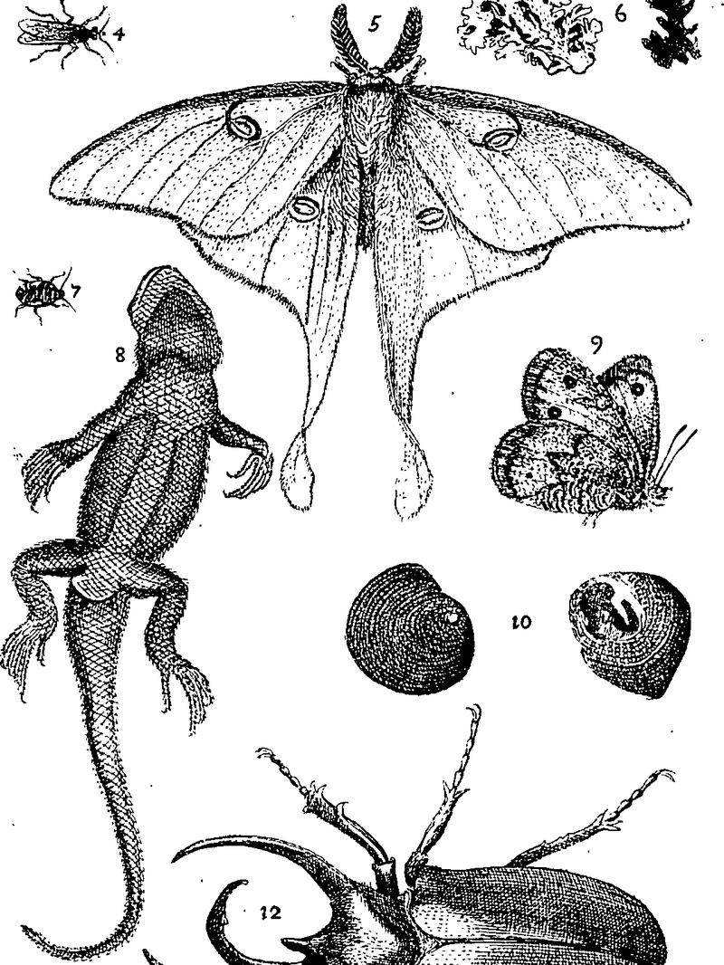 Jacobi Petiveri Opera, historiam naturalem spectantia; OR, Gazophylacium Fleuron T115581-34