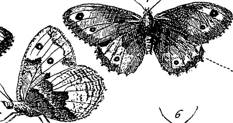 Jacobi Petiveri Opera, historiam naturalem spectantia; OR, Gazophylacium Fleuron T115581-48