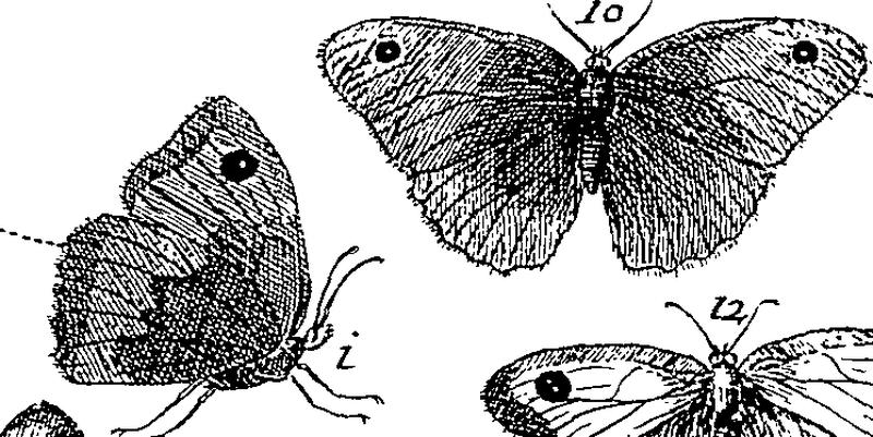 Jacobi Petiveri Opera, historiam naturalem spectantia; OR, Gazophylacium Fleuron T115581-51