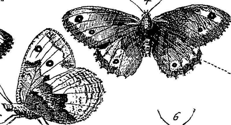 Jacobi Petiveri Opera, historiam naturalem spectantia; OR, Gazophylacium Fleuron T115581-55