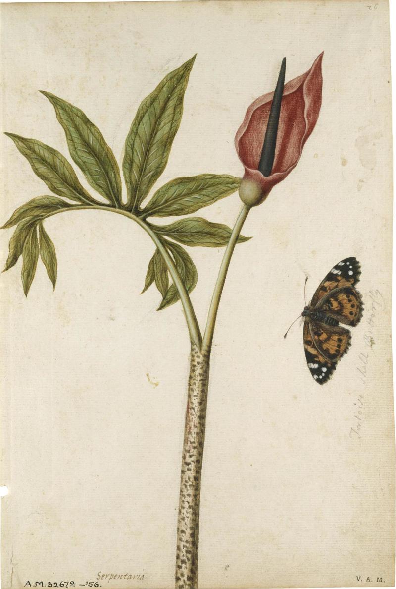 Jacques Le Moyne de Morgues. Arum and Small Tortoiseshell Butterfly