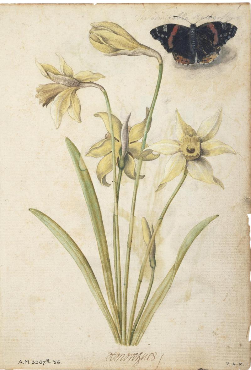 Jacques Le Moyne de Morgues. Daffodils and a Red Admiral Butterfly