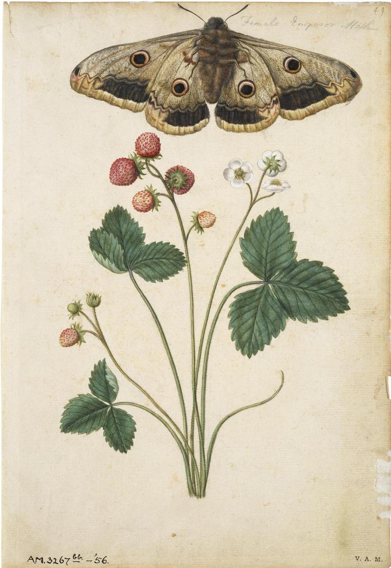 Jacques Le Moyne de Morgues. Strawberry and Emperor Moth