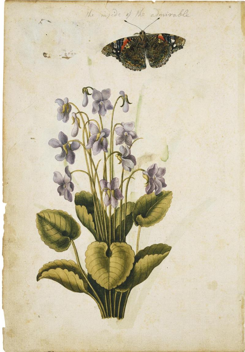 Jacques Le Moyne de Morgues. Sweet Violet and Red Admiral Butterfly