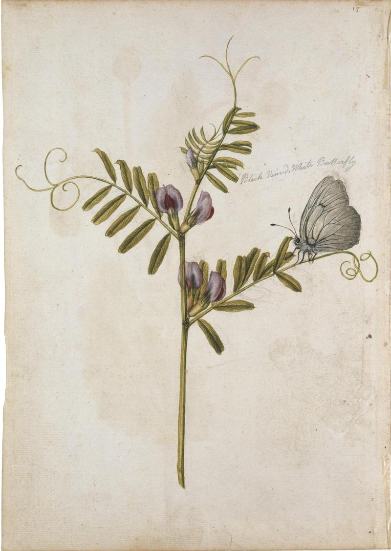 Jacques Le Moyne de Morgues. Vetch and Black-veined White Butterfly