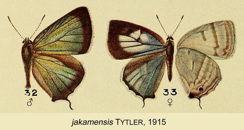 JakamensisTytler1915OD